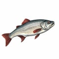 Bold Grayling Striped Bass Illustration On White Background Royalty Free Stock Photo