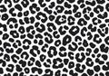 Classic black and white leopard print pattern seamlessly repeating texture background Royalty Free Stock Photo