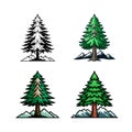 Bold Illustration of Swiss Mountain Pine Royalty Free Stock Photo
