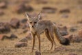 A bold indian fox pup Vulpes bengalensis