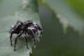 Bold Jumping Spider looking right Royalty Free Stock Photo