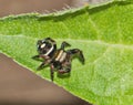 Bold Jumping Spider (Phidippus audax) pre-penultimate instar on a tree leaf in Houston, TX dorsal view macro.