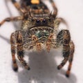 Bold Jumping Spider (Salticidae Phidippus Audax) with iridescent green fangs