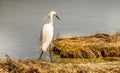 The bold legged Egret