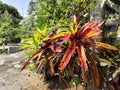 bold like an ornamental plant with blush red leaves in the front yard