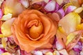 Bold orange rose blossom top view macro on a bed of petals Royalty Free Stock Photo