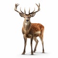 Bold And Photorealistic: A Red Deer Stands Alone In Unreal Engine