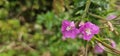 a bold pink flowering musk mallow (Malva moschata) in a meadow