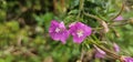 a bold pink flowering musk mallow (Malva moschata) in a meadow