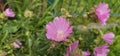 a bold pink flowering musk mallow (Malva moschata) in a meadow