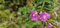 a bold pink flowering musk mallow (Malva moschata) in a meadow