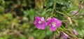 a bold pink flowering musk mallow (Malva moschata) in a meadow