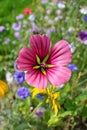 Bold pink malope trifida flower