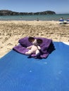 Bold Pink Teddy Sunbathes