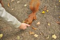 Bold Red Squirrel Approaching Human Hand Royalty Free Stock Photo