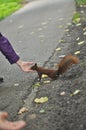 Bold Red Squirrel Approaching Human Hands Royalty Free Stock Photo