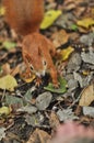 Bold Red Squirrel Approaching Human Hands Royalty Free Stock Photo