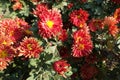 Bold red and yellow flowers of semidouble Chrysanthemums Royalty Free Stock Photo