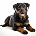 Bold Saturation Innovator: Rottweiler In White Background