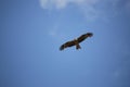 A bold sparrowhawk flies through the blue sky