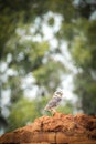 The bold spotted indian eagle owlet