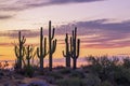 Stand Of Saguaro Cactus With Sunrise Background Royalty Free Stock Photo