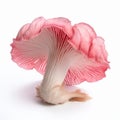 Bold And Striking Pink Mushroom On White Background