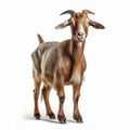 Bold And Symmetrical: A Stunning Brown Goat In 32k Uhd