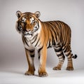 Bold And Symmetrical Tiger Portrait In High-key Lighting