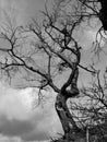 Bold tree - a portrait of nature