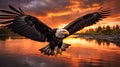 Bold And Vibrant Bald Eagle Flying Over Sunset Lake Royalty Free Stock Photo