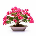 Bold And Vibrant Geranium Bonsai Tree With Pink Flowers