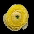 Bold yellow buttercup blossom, fine still life of a single isolated bloom,detailed texture,black background,top view