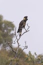 Bold yellow-tailed black cockatoo at treetop