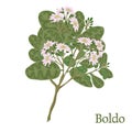Boldo. Illustration of a plant in a vector with flower for use i