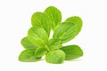 Boldo leaf: green plant called Boldo da Terra Royalty Free Stock Photo