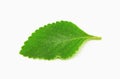 Boldo leaf: green plant called Boldo da Terra Royalty Free Stock Photo