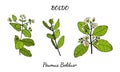Boldo peumus boldus, culinary, aromatic and medicinal plant