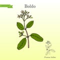 Boldo Peumus boldus , culinary and medicinal plant