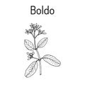 Boldo Peumus boldus , culinary and medicinal plant
