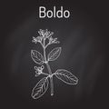 Boldo Peumus boldus , culinary and medicinal plant Royalty Free Stock Photo