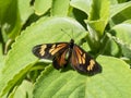 Butterfly perched on green leaves