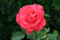 Boldy bright red rose