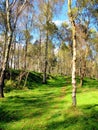 Bole Hill woods, Derbyshire.