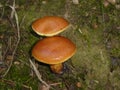 Bolete brown mushroom in the green moss Royalty Free Stock Photo
