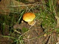 Bolete brown mushroom in the green moss Royalty Free Stock Photo