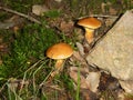 Bolete brown mushroom in the green moss Royalty Free Stock Photo