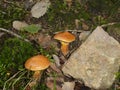 Bolete brown mushroom in the green moss Royalty Free Stock Photo