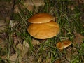 Bolete brown mushroom in the green moss Royalty Free Stock Photo