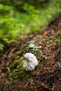 Bolete eater covering porcini mushroom Royalty Free Stock Photo